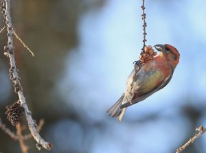 Red Crossbill, 红交嘴雀, Loxia curvirostra-gallery-