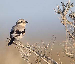 Great Grey Shrike, 西方灰伯劳, Lanius excubitor-gallery-