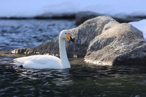 Whooper Swan, 大天鹅, Cygnus cygnus-gallery-