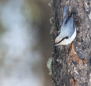 Eurasian Nuthatch, 普通䴓, Sitta europaea-gallery-