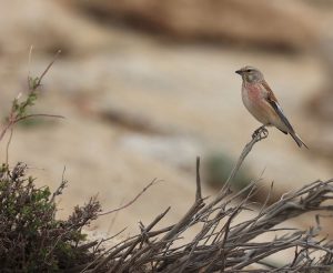 Common Linnet, 赤胸朱顶雀, Linaria cannabina-gallery-