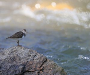 Common Sandpiper, 矶鹬, Actitis hypoleucos-gallery-