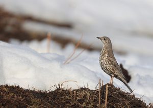 Mistle Thrush, 槲鸫, Turdus viscivorus-gallery-