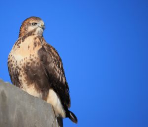 Upland Buzzard, 大鵟, Buteo hemilasius-gallery-