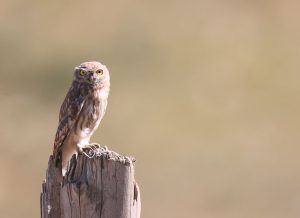 Little Owl, 纵纹腹小鸮, Athene noctua-gallery-