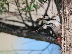 White-backed Woodpecker, 白背啄木鸟, Dendrocopos leucotos-gallery-