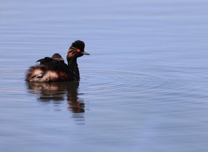 Black-necked Grebe, 黑颈鸊䴘, Podiceps nigricollis-gallery-