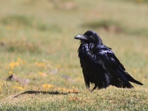 Northern Raven, 渡鸦, Corvus corax-gallery-