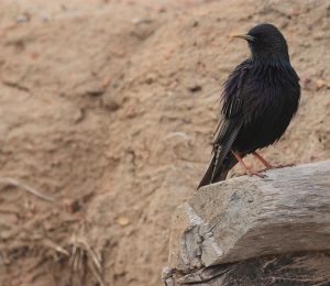 Common Starling, 紫翅椋鸟, Sturnus vulgaris-gallery-