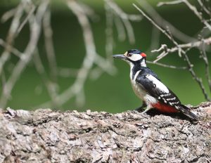 Great Spotted Woodpecker, 大斑啄木鸟, Dendrocopos major-gallery-