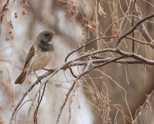 Black-throated Thrush, 黑颈鸫, Turdus atrogularis-gallery-