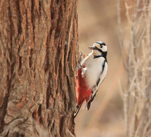 White-winged Woodpecker, 白翅啄木鸟, Dendrocopos leucopterus-gallery-