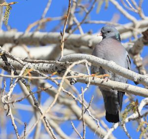 Stock Dove, 欧鸽, Columba oenas-gallery-