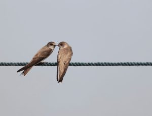 Sand Martin, 崖沙燕, Riparia riparia-gallery-