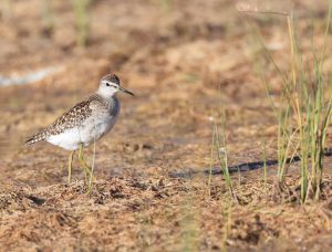 Wood Sandpiper, 林鹬, Tringa glareola-gallery-