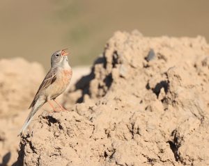 Grey-necked Bunting, 灰颈鹀, Emberiza buchanani-gallery-