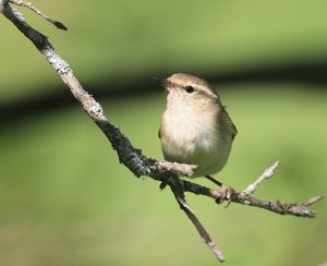 Hume’s Leaf Warbler, 淡眉柳莺, Phylloscopus humei-gallery-