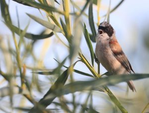 White-crowned Penduline Tit, 白冠攀雀, Remiz coronatus-gallery-