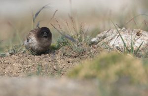 Brandt’s Mountain Finch, 高山岭雀, Leucosticte brandti-gallery-