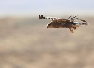 Steppe Eagle, 草原雕, Aquila nipalensis-gallery-