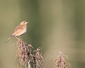 Richard’s Pipit, 理氏鹨, Anthus richardi-gallery-