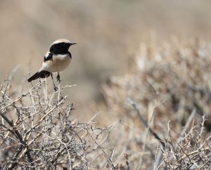 Desert Wheatear, 漠䳭, Oenanthe deserti-gallery-