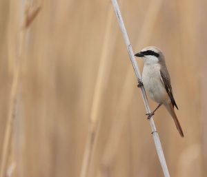 Red-tailed Shrike, 棕尾伯劳, Lanius phoenicuroides-gallery-