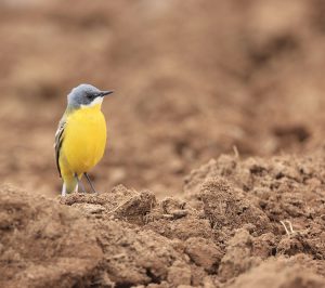 Western Yellow Wagtail, 西黄鹡鸰, Motacilla flava-gallery-