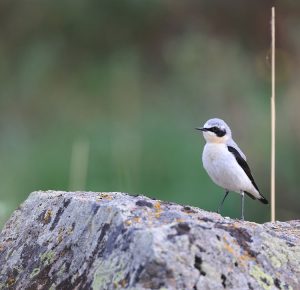 Northern Wheatear, 穗䳭, Oenanthe oenanthe-gallery-