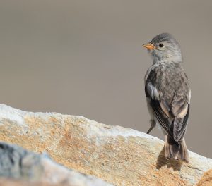 Black-winged Snowfinch, 褐翅雪雀, Montifringilla adamsi-gallery-