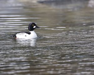 Common Goldeneye, 鹊鸭, Bucephala clangula-gallery-