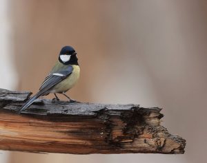 Great Tit, 大山雀, Parus major-gallery-