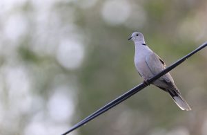 Eurasian Collared Dove, 灰斑鸠, Streptopelia decaocto-gallery-