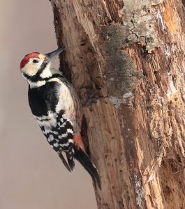 White-backed Woodpecker, 白背啄木鸟, Dendrocopos leucotos-gallery-