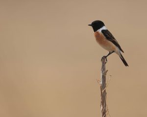 Siberian Stonechat, 黑喉石䳭, Saxicola maurus-gallery-