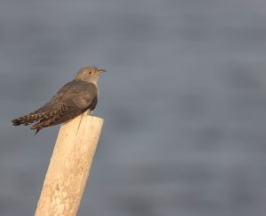 Common Cuckoo, 大杜鹃, Cuculus canorus-gallery-