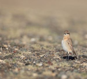 Isabelline Wheatear, 沙䳭, Oenanthe isabellina-gallery-