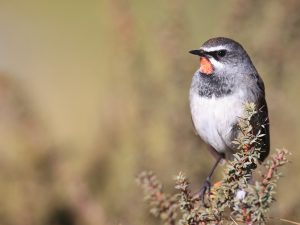 Chinese Rubythroat, 中国歌鸲, Calliope tschebaiewi-gallery-