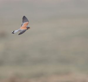 Lesser Kestrel, 黄爪隼, Falco naumanni-gallery-