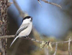 Willow Tit, 褐头山雀, Poecile montanus-gallery-