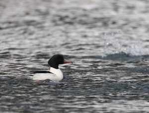 Common Merganser, 普通秋沙鸭, Mergus merganser-gallery-