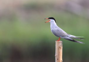 Common Tern, 普通燕鸥, Sterna hirundo-gallery-