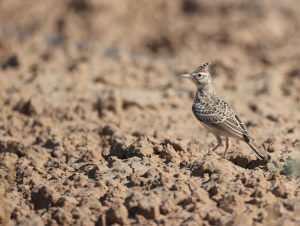 Crested Lark, 凤头百灵, Galerida cristata-gallery-