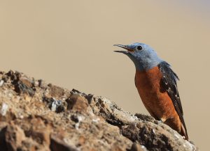 Common Rock Thrush, 白背矶鸫, Monticola saxatilis-gallery-