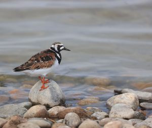 Ruddy Turnstone, 翻石鹬, Arenaria interpres-gallery-