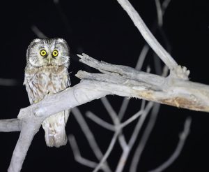 Boreal Owl, 鬼鸮, Aegolius funereus-gallery-