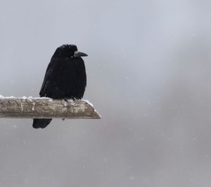 Rook, 秃鼻乌鸦, Corvus frugilegus-gallery-