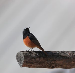 Black Redstart, 赭红尾鸲, Phoenicurus ochruros-gallery-