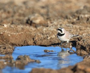 Horned Lark, 角百灵, Eremophila alpestris-gallery-