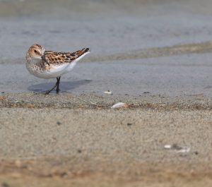 Little Stint, 小滨鹬, Calidris minuta-gallery-